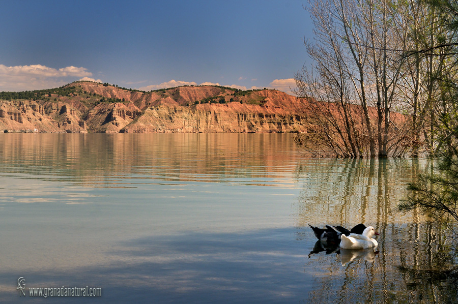 Pantano del Negrat�n desde Freila