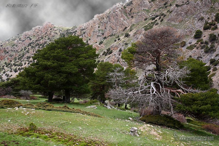 Pinos en Prados del Rey ( Sierra de Baza). Paisajes de Granada