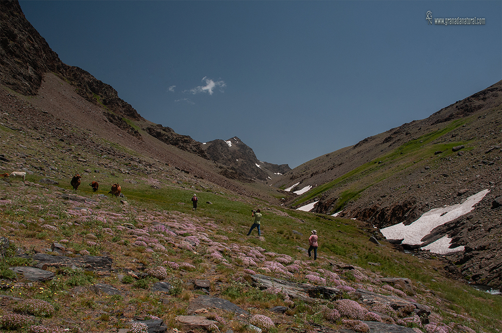 El piornal nevadense en el valle del río Lanjarón