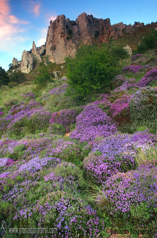 Piornos en la Sierra Alfaguara