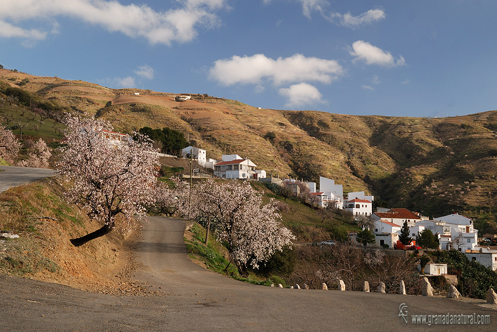 Polopos y almendros en flor