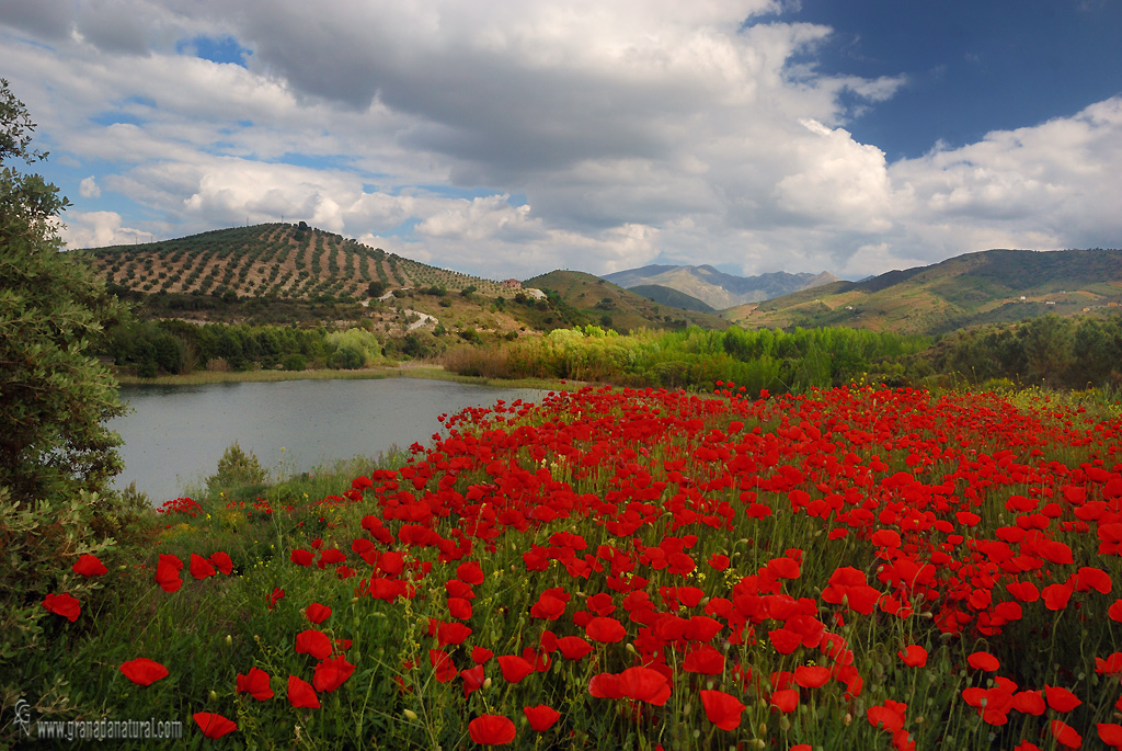 Primavera en la Pantaneta del río Alhama