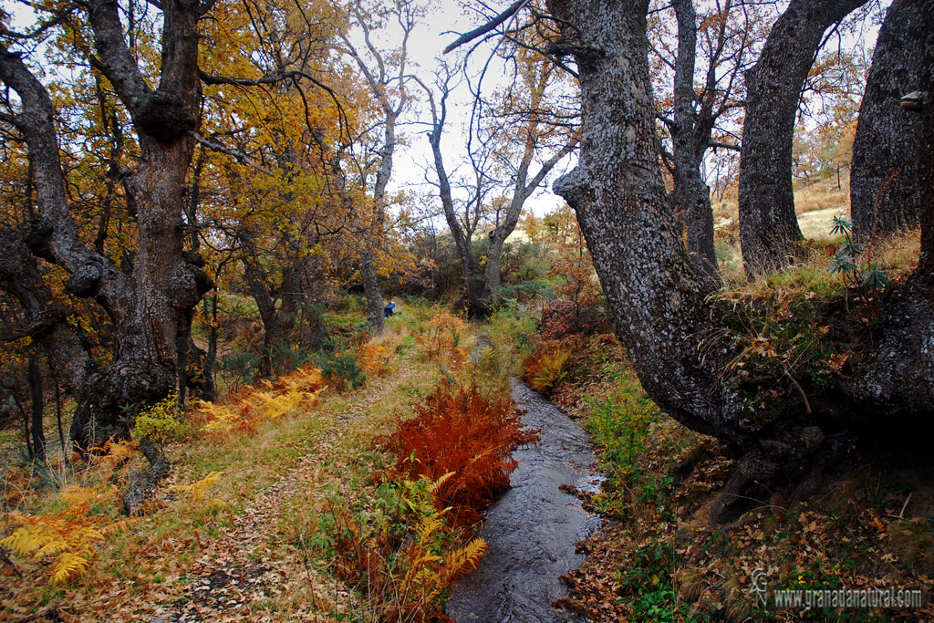 Sulayr( Tramo 4)