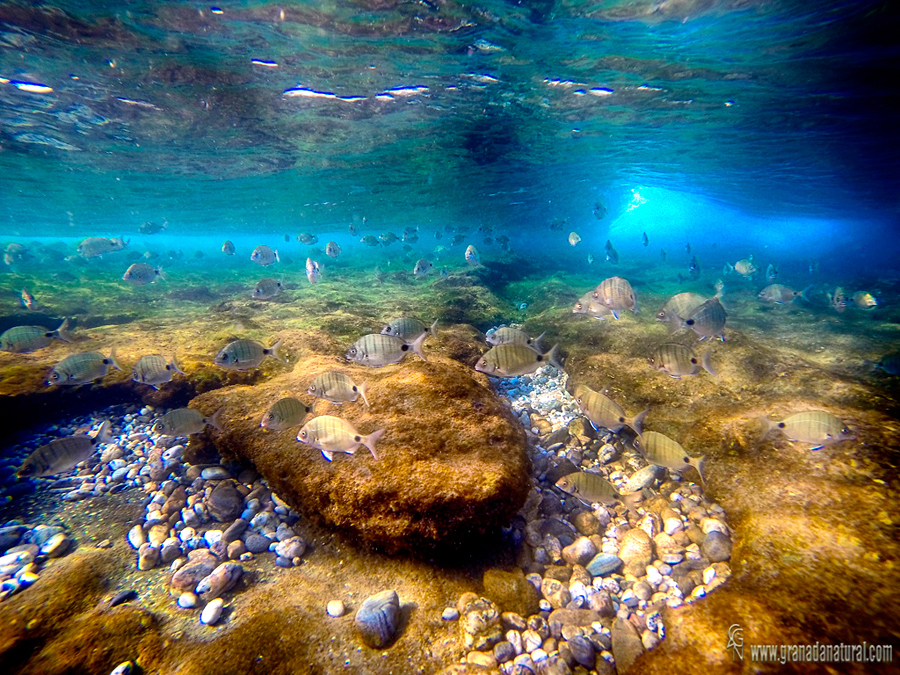 Sargos en el arrecife granadino. Paisajes de Granada