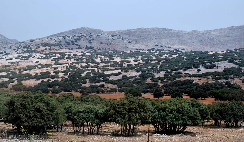 Encinar en Sierra Gorda (Alhama de Granada). Paisajes de Granada