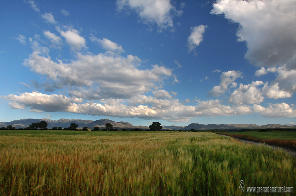 Campos de Gorafe